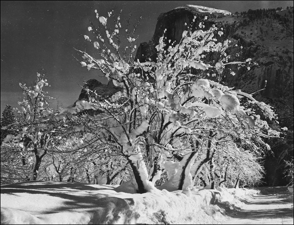 1933-california-yosemite-apple-orchard-half-dome-ansel-adams.jpg