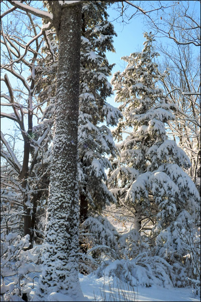 2012jan15-snow02.jpg